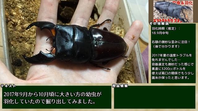 【どうなる！？】スマトラヒラタクワガタアチェの交換と羽化 Dorcus titanus yasuokai 【Part1：交換・羽化編】