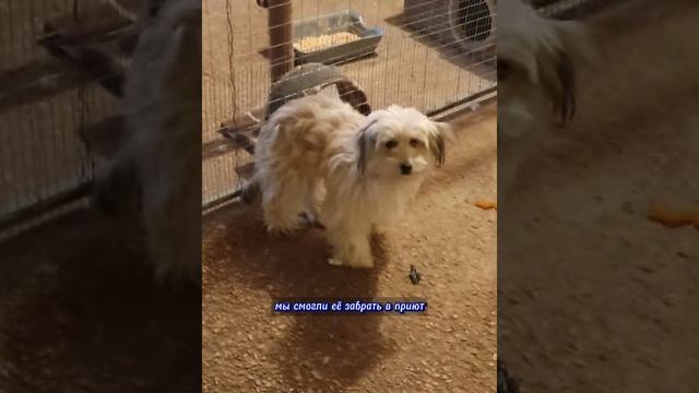 ЕЁ БРОСИЛИ ГОЛОДАТЬ! СПАСЕНИЕ ЕЩЕ ОДНОЙ ЖИЗНИ!