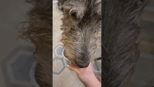 Zero Waste: собака vs кот