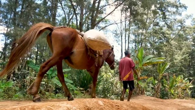 Intruduce Timor Coffee - TAF, ACT