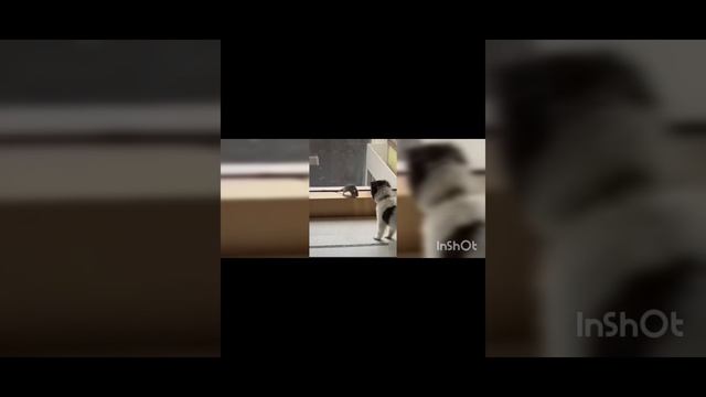 смешные коты ‼️ приколы с котами ‼️ с озвучкой ‼️