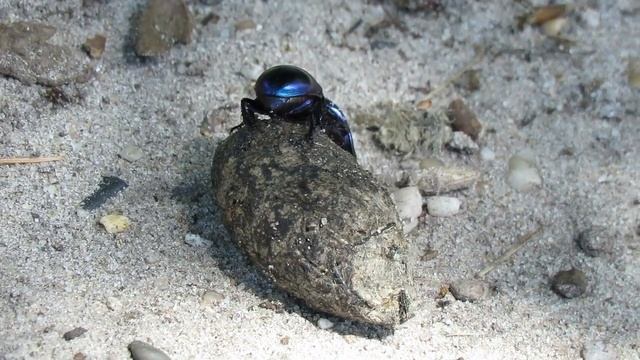 Voorjaarsmestkever - Geotrupes vernalis - Annelies van Klinken