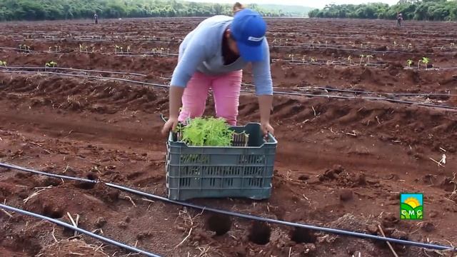 PLANTACIÓN DE PAPAYA MARADOL