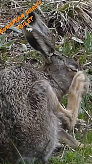 European hare´s toilet / Lièvre brun se toilettant #nature #wildlife #suisse #hare #lièvre