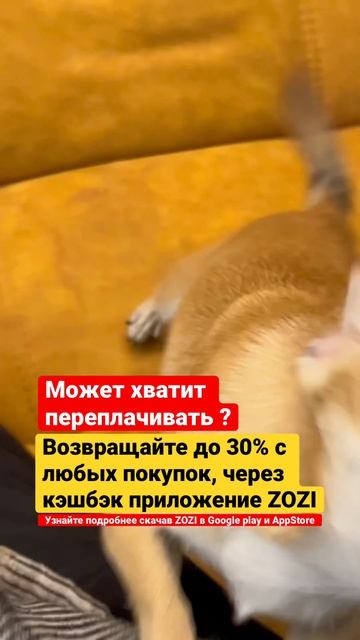 Чихуахуа Джигит #чихуахуа #чихуа #джигит #собака #собачка #юмор #приколы #прикол #юмор #кусь #мем