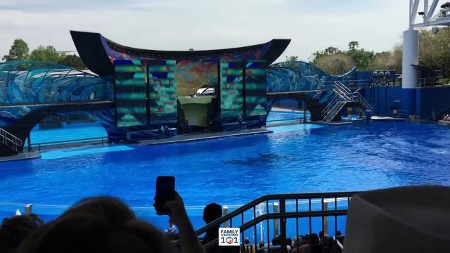 BEST of SeaWorld Shamu Show | Baby Shamu | Best Tricks | Best Jumps