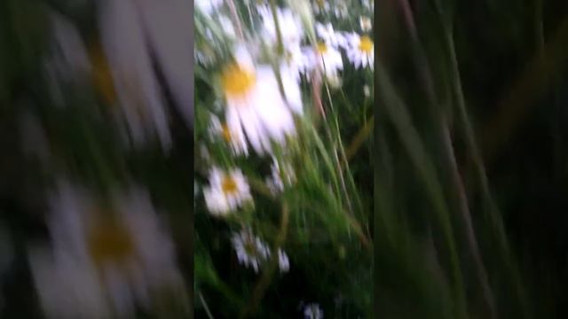 Сидим в поле едим что есть в поле с моей сестрой