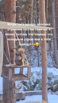 Кормим белок