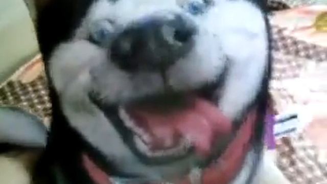 Я  хаска