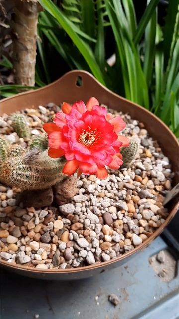 🌷 #โลบิเวียเลื้อย #Lobivia silvestrii #cactus #กระบองเพชร #flower #ดอกไม้ #plant #Shorts