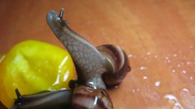 my snails) Улитки ахатинки)