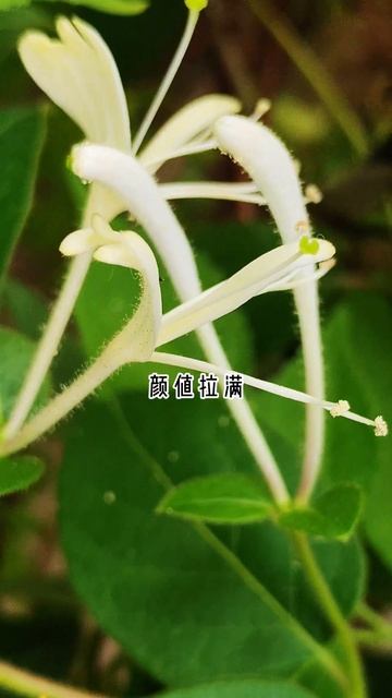 金银花 Lonicera japonica Thunb #biology #plants #botany