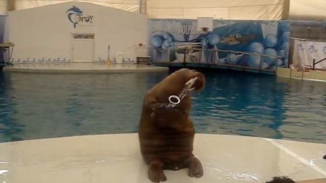 Моржиха ЖЖЁТ