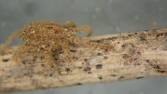 ゴミツケタカラダニの一種Caeculisoma sp.　01