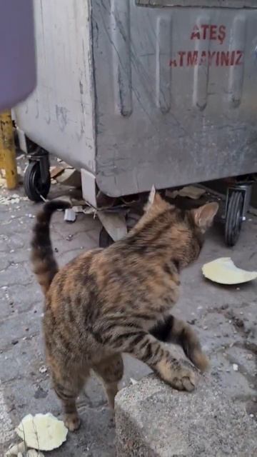 Crying Homeless Cat Wants Food.  #shorts