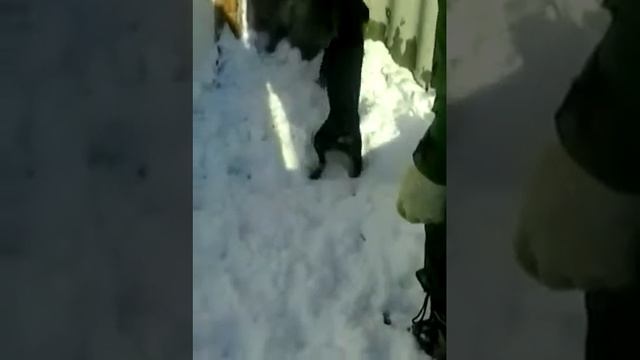 Ягдтерьер при травка по еноту .