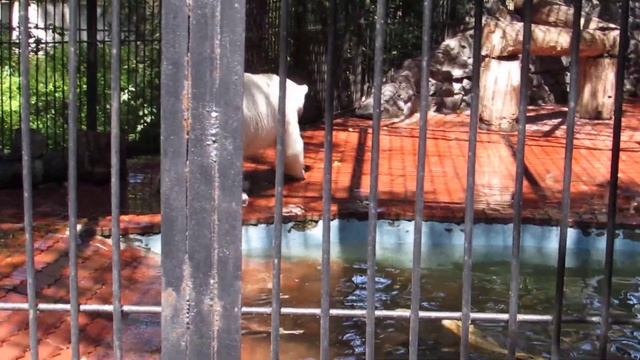 Ростик не решается поплавать 20.06.18