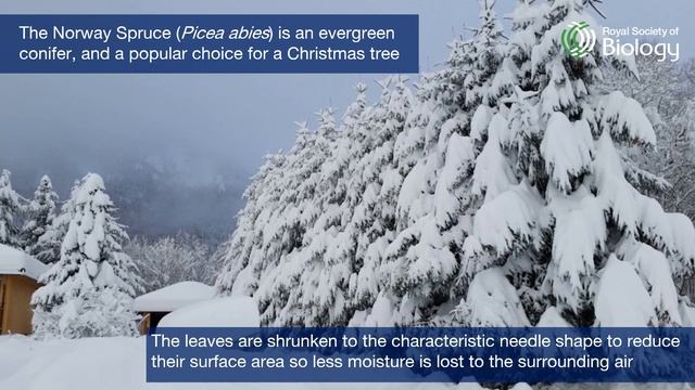 Day 8 of 24 Species of Christmas: the Norway Spruce | Royal Society of Biology