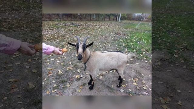 Полюбуйтесь на наших питомцев. Они очень красивые!!!