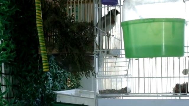 Щегол караулит у гнезда.
