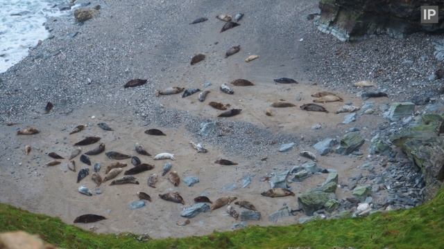 Grey Seals (Halichoerus grypus) - Cornwall UK