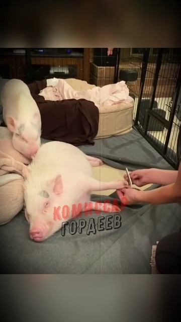 Именно так выглядит Зелебоба, когда выезжает в Европу на очередной саммит 🐽