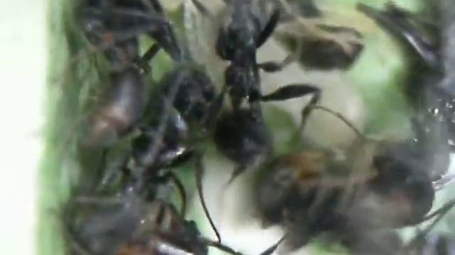 Aphaenogaster senilis.avi