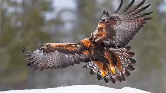 Águila real  - Aquila chrysaetos . . .