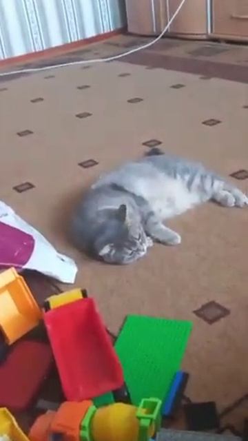 кошка хочет кекса