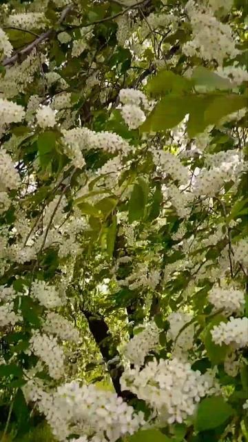 Цветение черемухи#природа#май#черемуха#красота#красотавокругнас