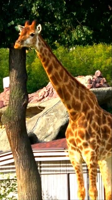 Южно-африканский жираф -9 #shorts Московский зоопарк South African giraffe Moscow Zoo