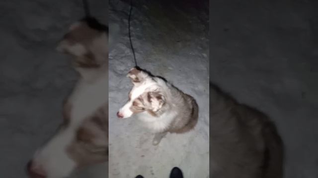 Проработка неподбора. Реакция на чужую собаку. Аусси Грейс. Видео от 08.02.25 г.