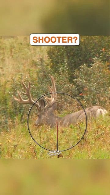 Would you take this buck? #muledeerhunting #hunting #deer #questionoftheday