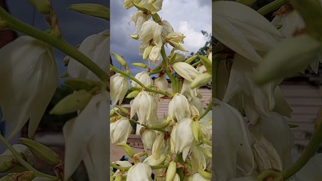 Flowers of the Starozolotovsky farm in the Rostov region.