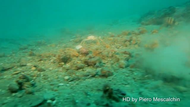 Pagurus prideaux - La cavalcata