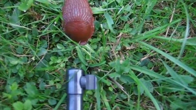 Nacktschnecken