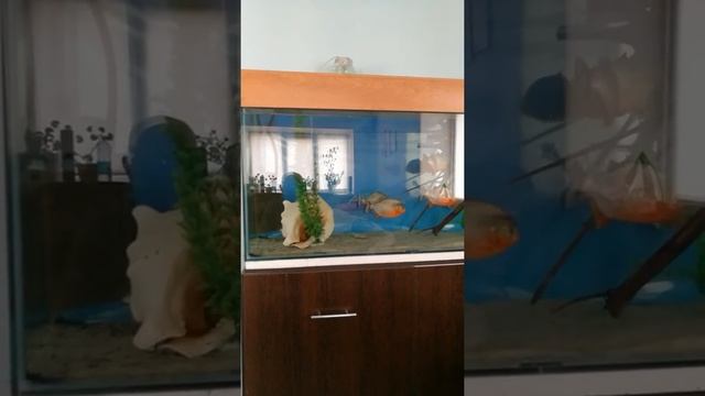 Пираньи и замороженная мойва