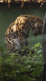 Leopard #shortvideo #trending #trendingshorts #leopard