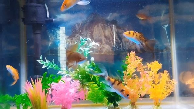 My Lovely Fishes