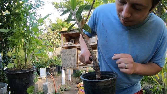 How To Graft Java Plum
