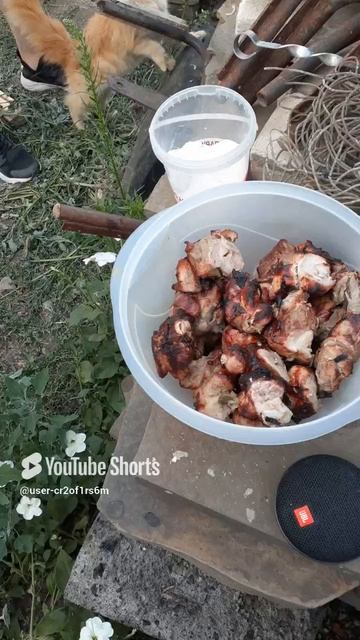 КОТЕЙКА ТРЕБУЕТ СВОЮ ПОРЦИЮ ШАШЛЫКА!!Shorts