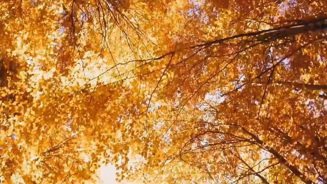 Одна из самых красивых и волшебных зимних мелодий! Ждем первого снега сезона вместе Сергея Чекалина