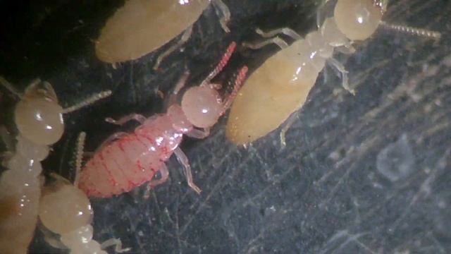 transferencia en termita subterránea, Reticulitermes flavipes
