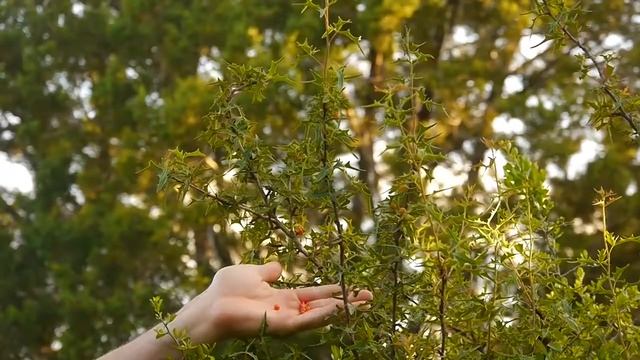 Backyard Survival: Agarita