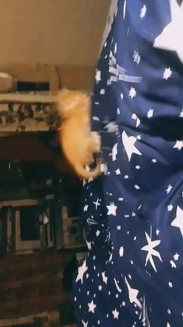 Утренняя гимнастика маленькой шкодины 🐈