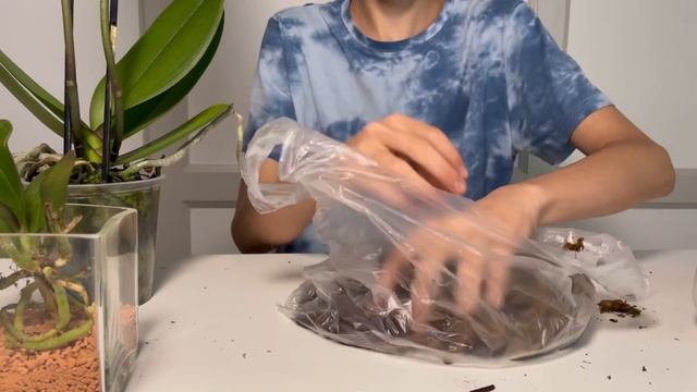 МИНИ ОРХИДЕИ 🌼🌿ЛЮБЯТ ТАКУЮ ПОСАДКУ