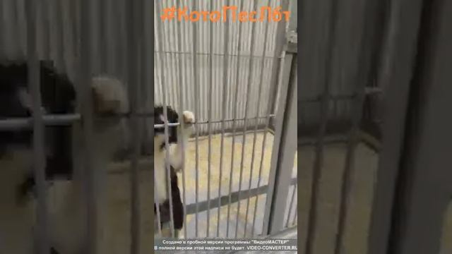 Приют "КотоПес" в Лабытнанги
