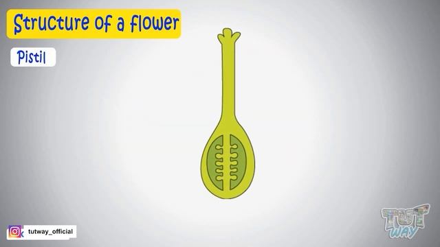 Pollination & Fertilization in Plants | Structure of a Flower | Pollination & Fertilisation Process