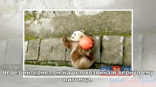 Сбежавшая черепаха вернулась к эстонцу спустя три года