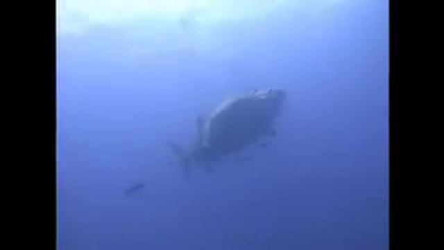 The Sharks of Koh Tao